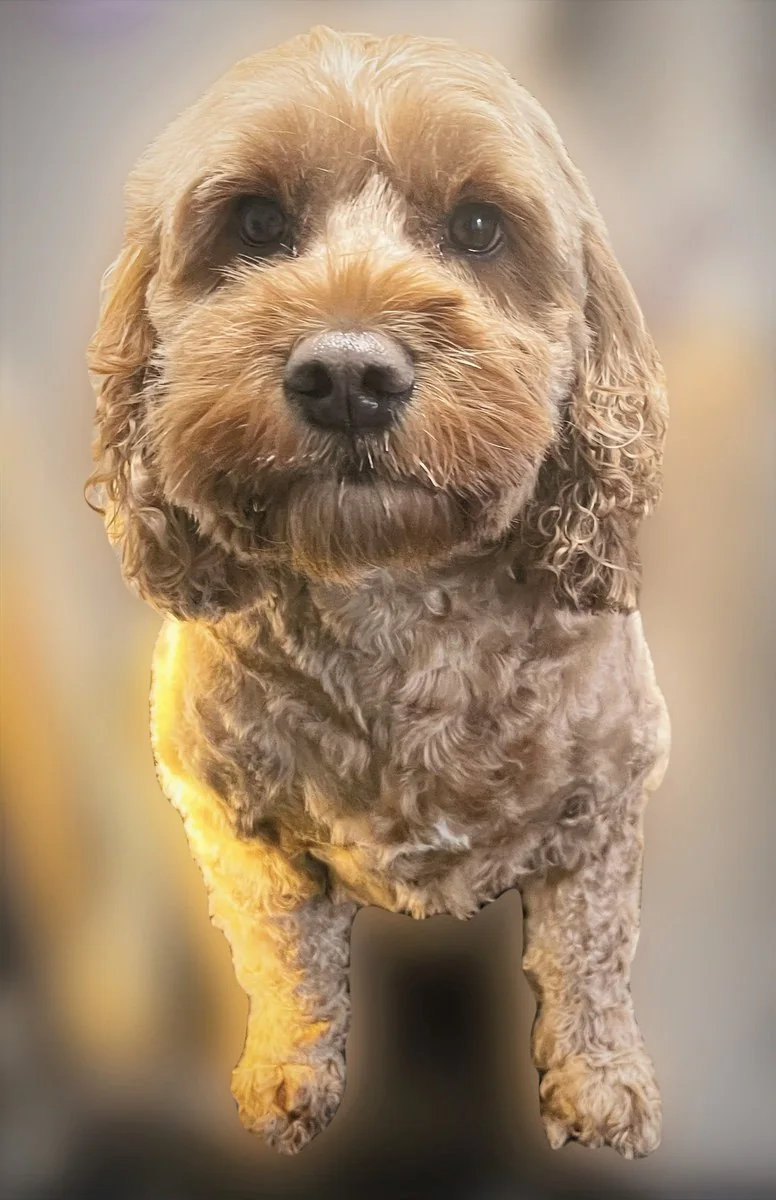 A freshly groomed curly-coated client