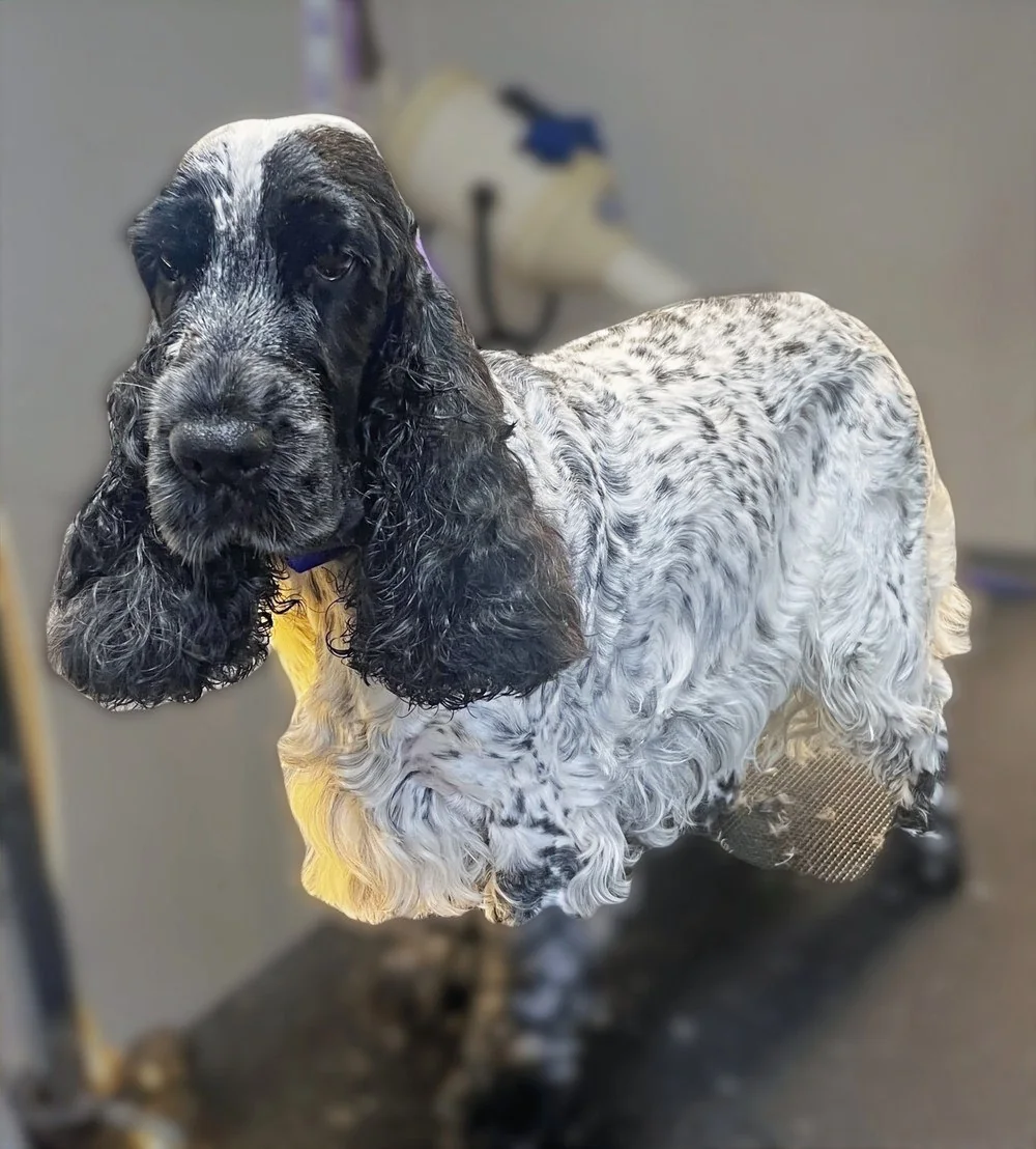 A freshly groomed spaniel at The Vine