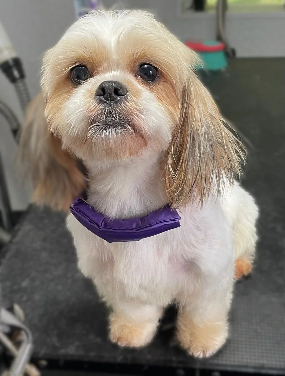 A Shih Tzu after a groom