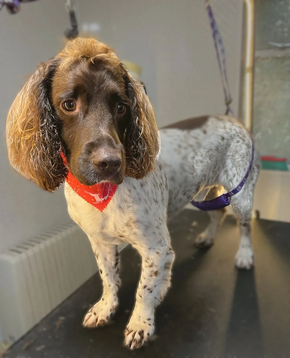 A spaniel wearing a bandana after grooming