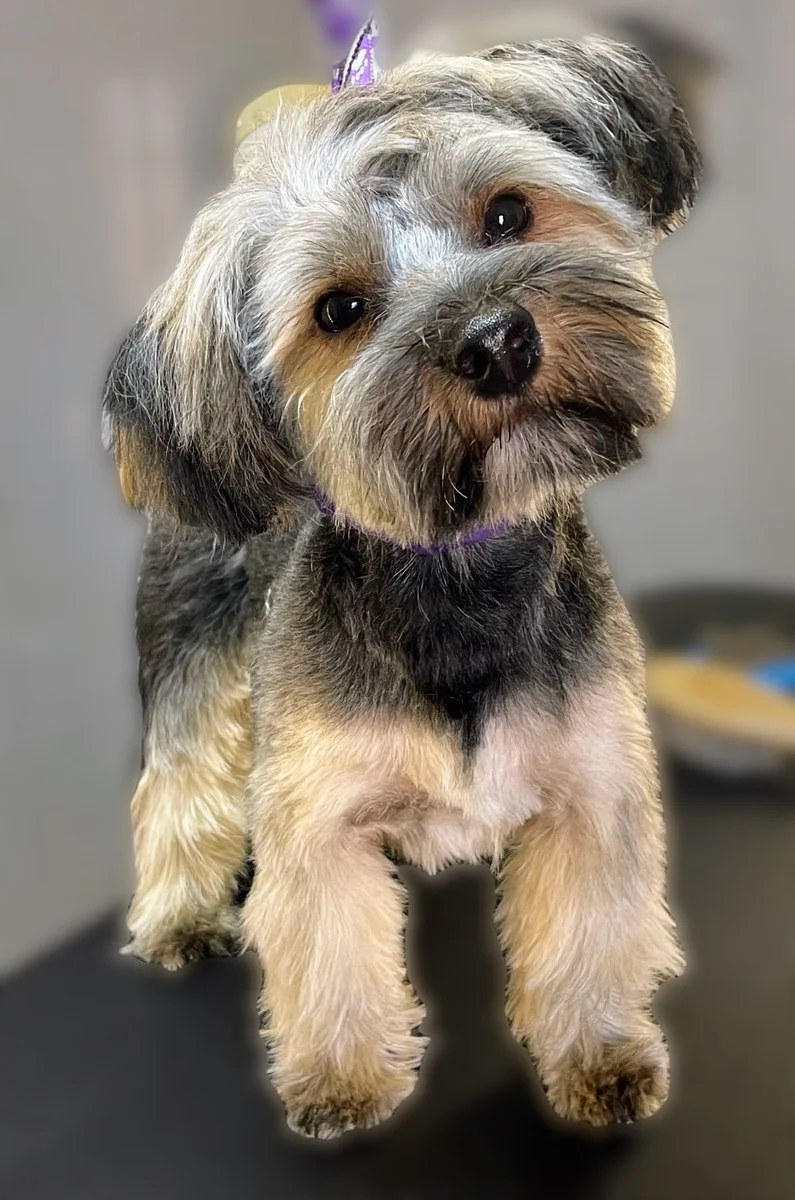 A Yorkshire terrier after a groom at The Vine